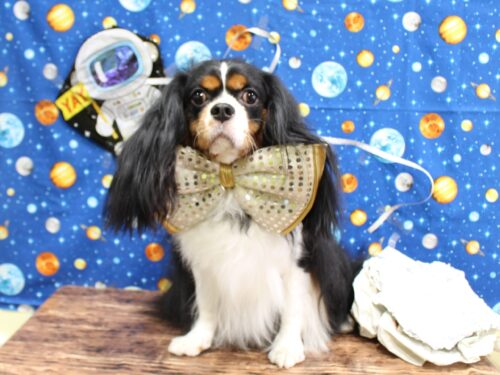 キャバリア プードルのシャンプーカット 犬のトリミングサロン ホテル Oakmont オークモント 初台店