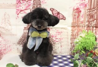 トイプードルのシャンプーカット