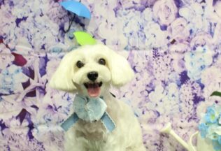 チワポメ・ポメラニアン・マルシュナ・チワパピのシャンプーカット