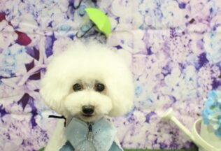 プードルのシャンプーカット