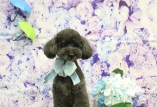 ダックス・プードル・ビションプー・チワパピのシャンプーカット