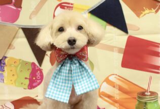 マルプー・キャバリア・プードルのシャンプーカット