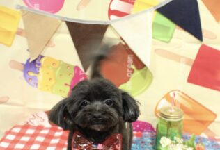 マルシュナ・パピプーのシャンプーカット