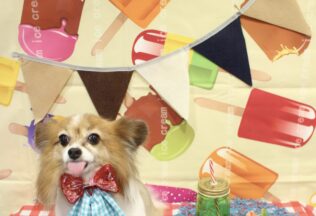 プードル・パピヨンのシャンプーカット