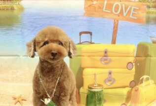 パピヨン・プードル・パピプー・ダックス・シュナプー・チワワのシャンプーカット