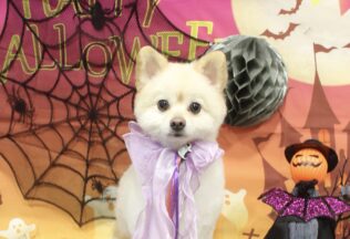 マルプー・ポメラニアン・ペキニーズのシャンプーカット