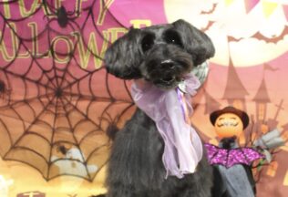 シュナプー・ダックスのシャンプーカット