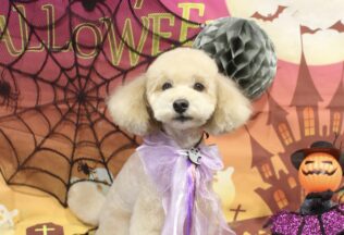 ポメラニアン・チワックス・プードルのシャンプーカット