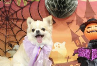 プードル・チワワのシャンプーカット