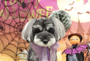 シーズー・ミニチュアシュナウザーのシャンプーカット