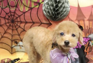 プードルのシャンプーカット