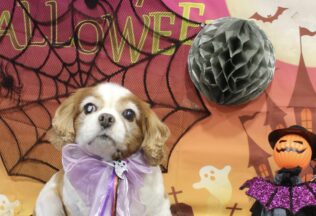 パピヨン・キャバリア・プードルのシャンプーカット