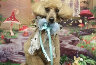 プードル・チワワのシャンプーカット