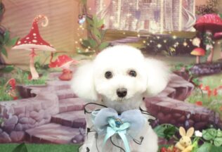 プードル・シーズーのシャンプーカット