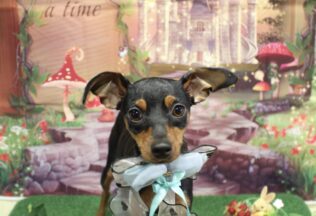 ミニチュアピンシャー・プードル・チワポメ・マルプー・ダックスのシャンプーカット