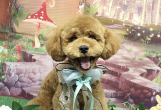 チワワ・ビションプー・プードルのシャンプーカット