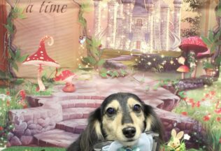 マルプー・ダックス・ポメラニアン・プードルのシャンプーカット