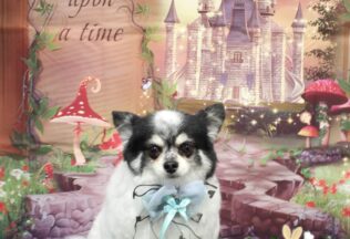 プードル・チワワのシャンプーカット