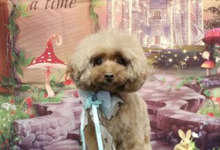 プードルのシャンプーカット