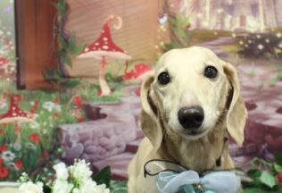 チワプー・ダックス・チワワ・プードル・ポメラニアンのシャンプーカット