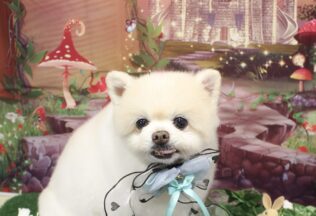 ヨークシャーテリア・ポメラニアン・プードルのシャンプーカット