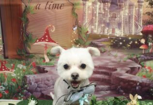 マルプー・シーズー・チワワ・マルチワのシャンプーカット