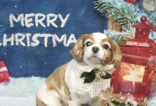 プードル・パピヨン・キャバリアのシャンプーカット