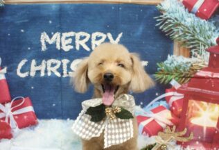 チワパピ・プードル・チワワのシャンプーカット