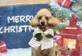 トイプードル・ダックス・シーズーのシャンプーカット