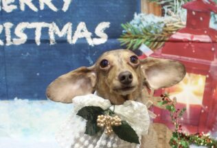 プードル・ダックス・チワックスのシャンプーカット