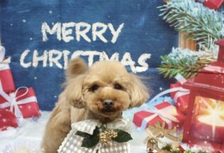 プードルのシャンプーカット