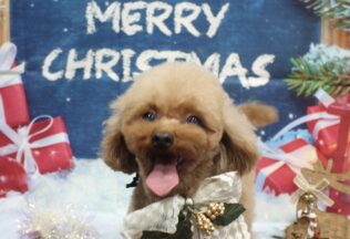 プードル・MIXのシャンプーカット