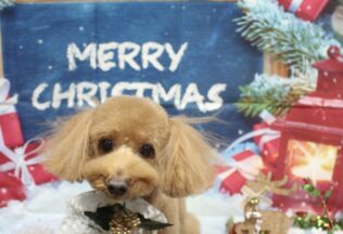 プードル・チワワ・チワポメのシャンプーカット