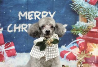 チワワ・ポメラニアン・チワパピ・プードルのシャンプーカット