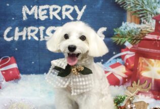 マルシュナ・プードルのシャンプーカット