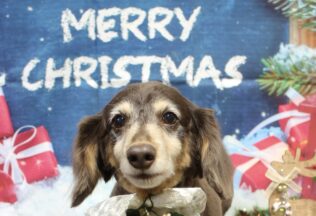 ペキニーズ・ダックス・プードル・マルプーのシャンプーカット