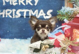 ダックス・チワワ・プードルのシャンプーカット