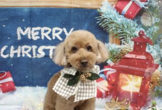 プードル・パピヨンのシャンプーカット