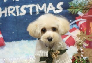 チワックス・ポメプー・プードルのシャンプーカット