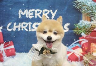 ポメラニアン・パピプー・ダックスのシャンプーカット