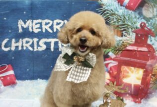 ビションプー・プードルのシャンプーカット