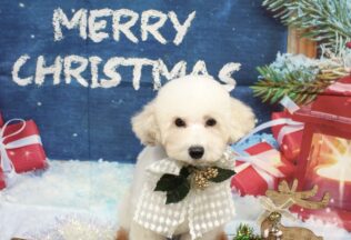 マルプー・プードル・チワワのシャンプーカット