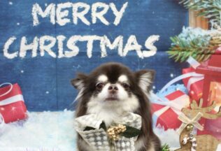 プードル・チワワ・キャバリア・ミニチュアシュナウザーのシャンプーカット