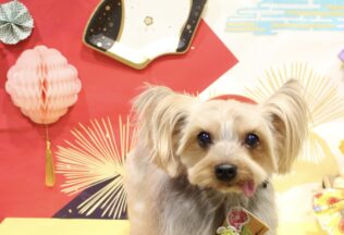 マルプー・ヨークシャーテリアのシャンプーカット