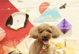 プードル・チワワ・シーズーのシャンプーカット