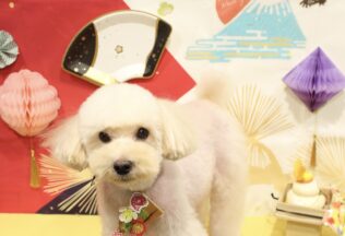 チワックス・プードル・ダックスのシャンプーカット