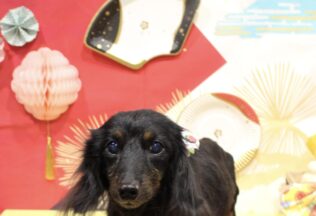 マルシュナ・ダックス・シュナプーのシャンプーカット