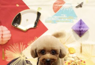 チワワ・マルプー・プードルのシャンプーカット