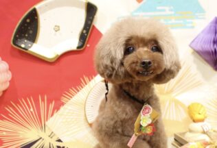 パピヨン・プードル・マルプーのシャンプーカット