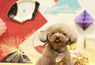 ミニチュアピンシャー・チワワ・プードルのシャンプーカット